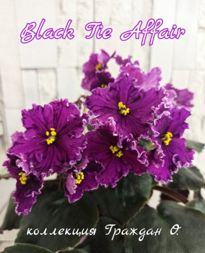Black Tie Affair (LLG/Sorano)