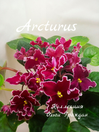 Arcturus (Eyerdom)