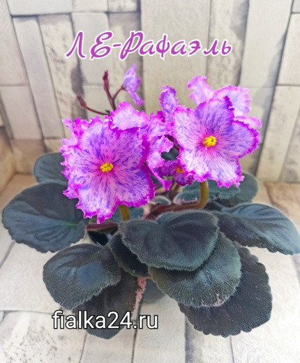 ЛЕ-Рафаэль