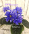 ПТ-Фокстрот