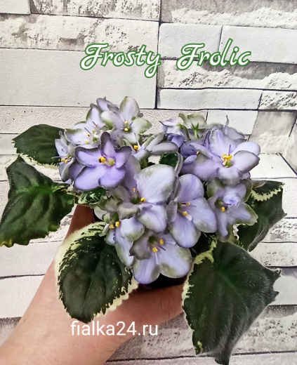 Frosty Frolic (Lyon)