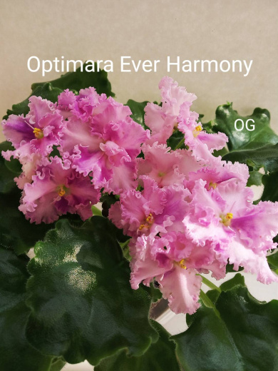 Optimara Ever Harmony (Holtkamp)