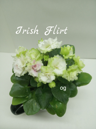 Irish Flirt (Sorano)