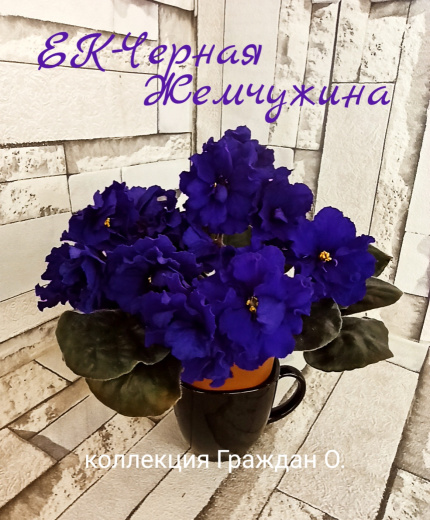 ЕК-Черная Жемчужина