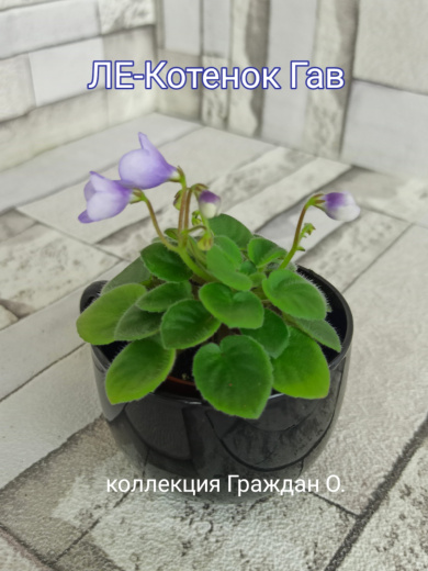 ЛЕ-Котенок Гав