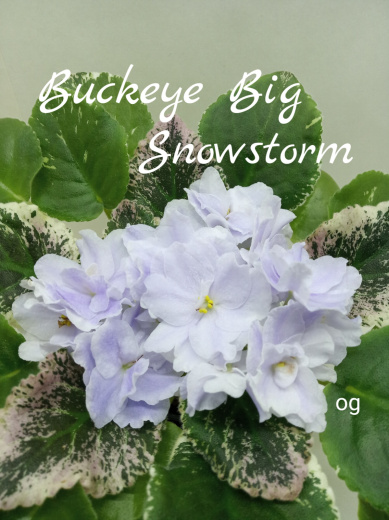 Buckeye Big Snowstorm (Hancock)