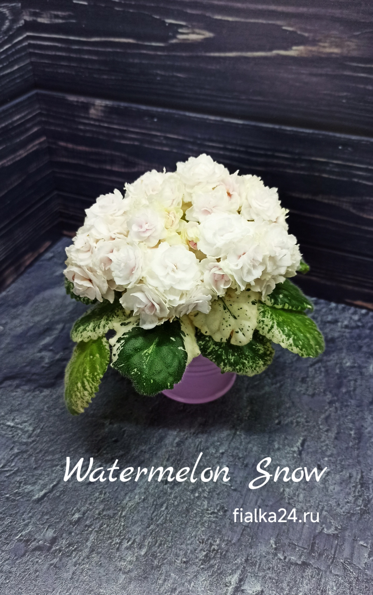 Watermelon Snow (Addison)