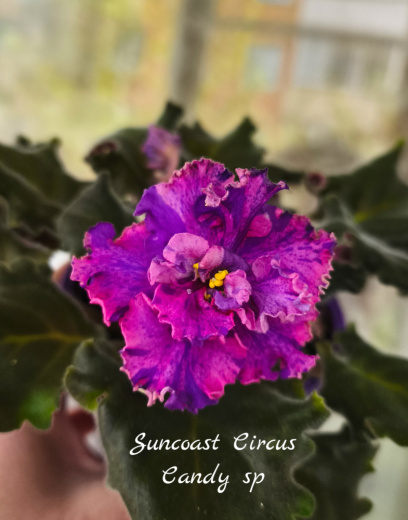 Suncoast Circus Candy sp (Williams)