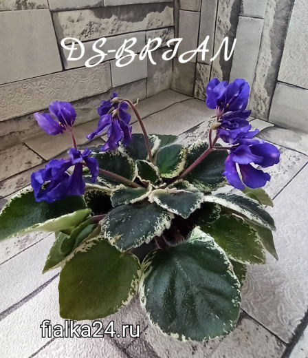 DS-Brian 