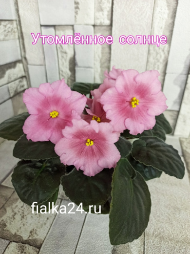 Утомленное солнце