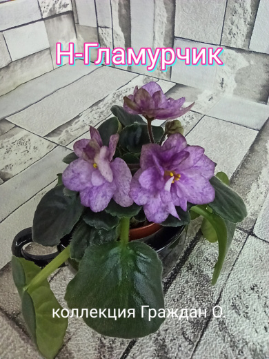 Н-Гламурчик