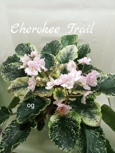 Cherokee Trail  (L.Ray)