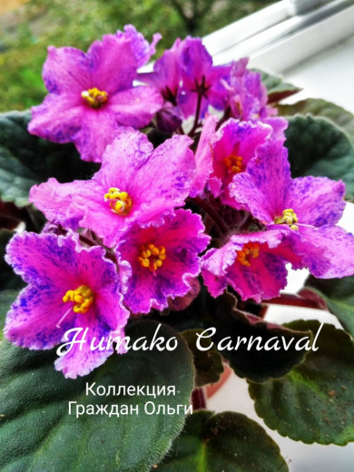 Humako Carnaval (Humako)