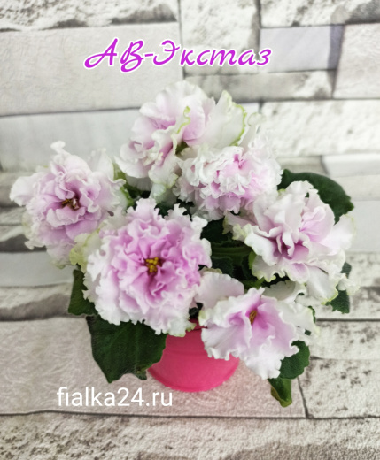 АВ-Экстаз