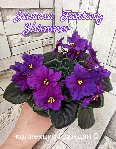 Sonoma Fantasy Shimmer (Borck)