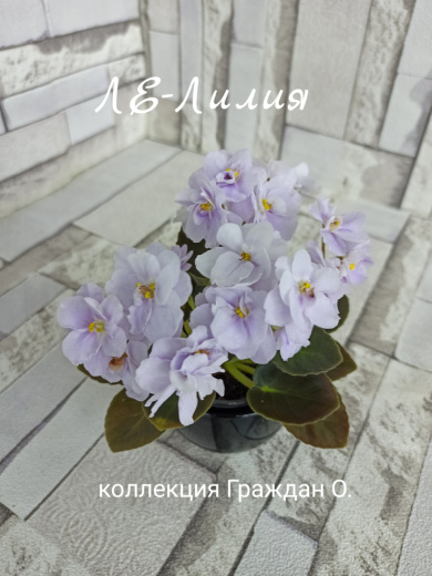 ЛЕ-Лилия