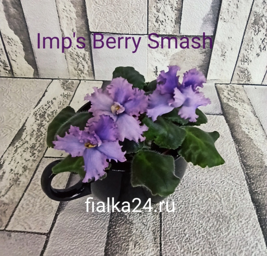 Imp's Berry Smash (Jackson)