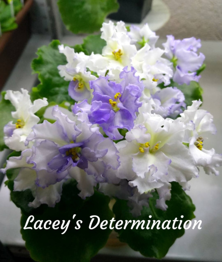 Lacey’s Determination (LLG)