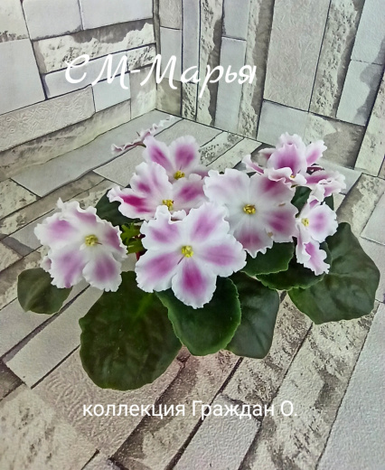 СМ-Марья