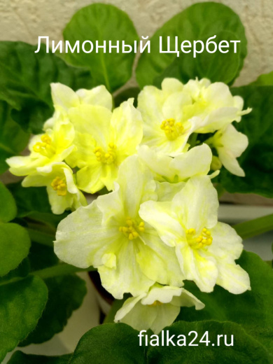 Лимонный Щербет (Блинкина)