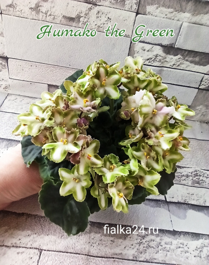 Humako The Green (Humako)