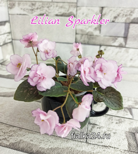Lilian Sparkler (Champion)