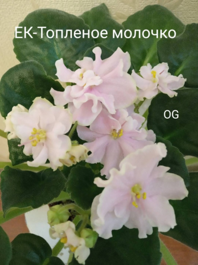 ЕК-Топленое молочко 