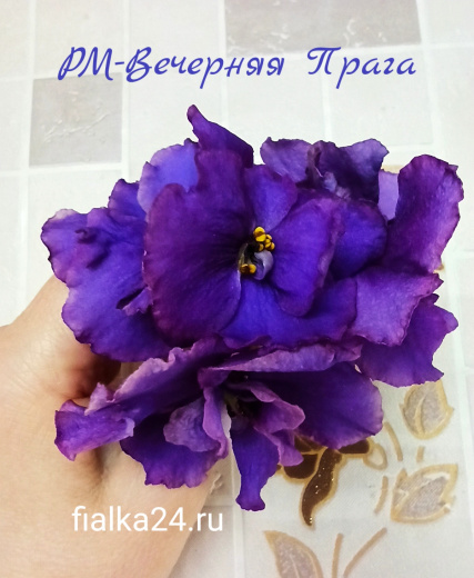 РМ-Вечерняя Прага