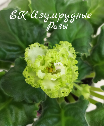 ЕК-Изумрудные Розы
