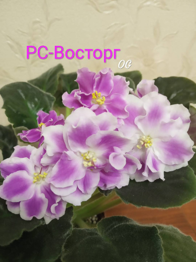 РС-Восторг