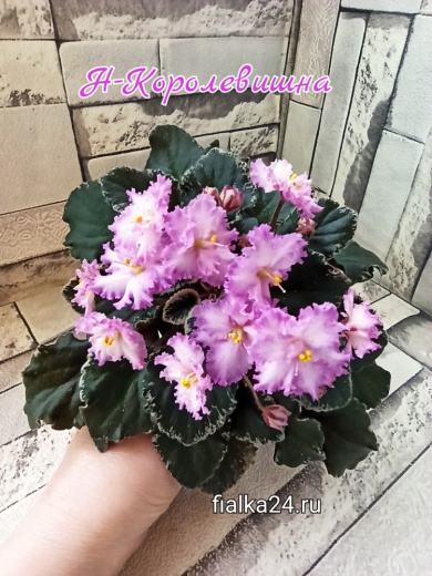 Н-Королевишна