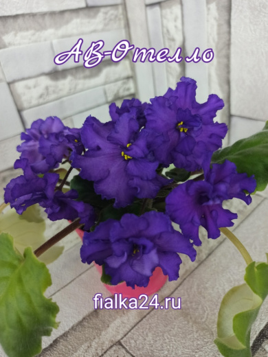 АВ-Отелло