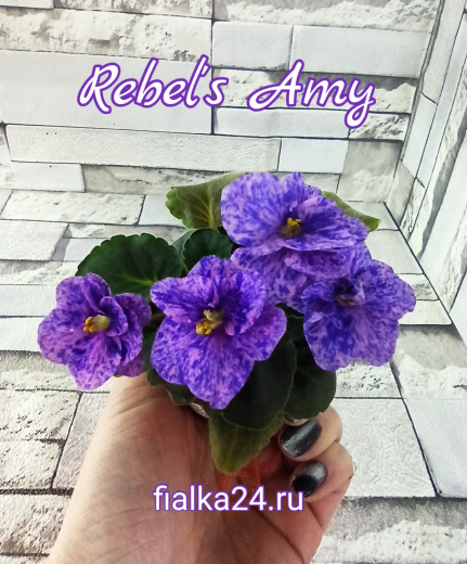 Rebel's Amy (Bann)