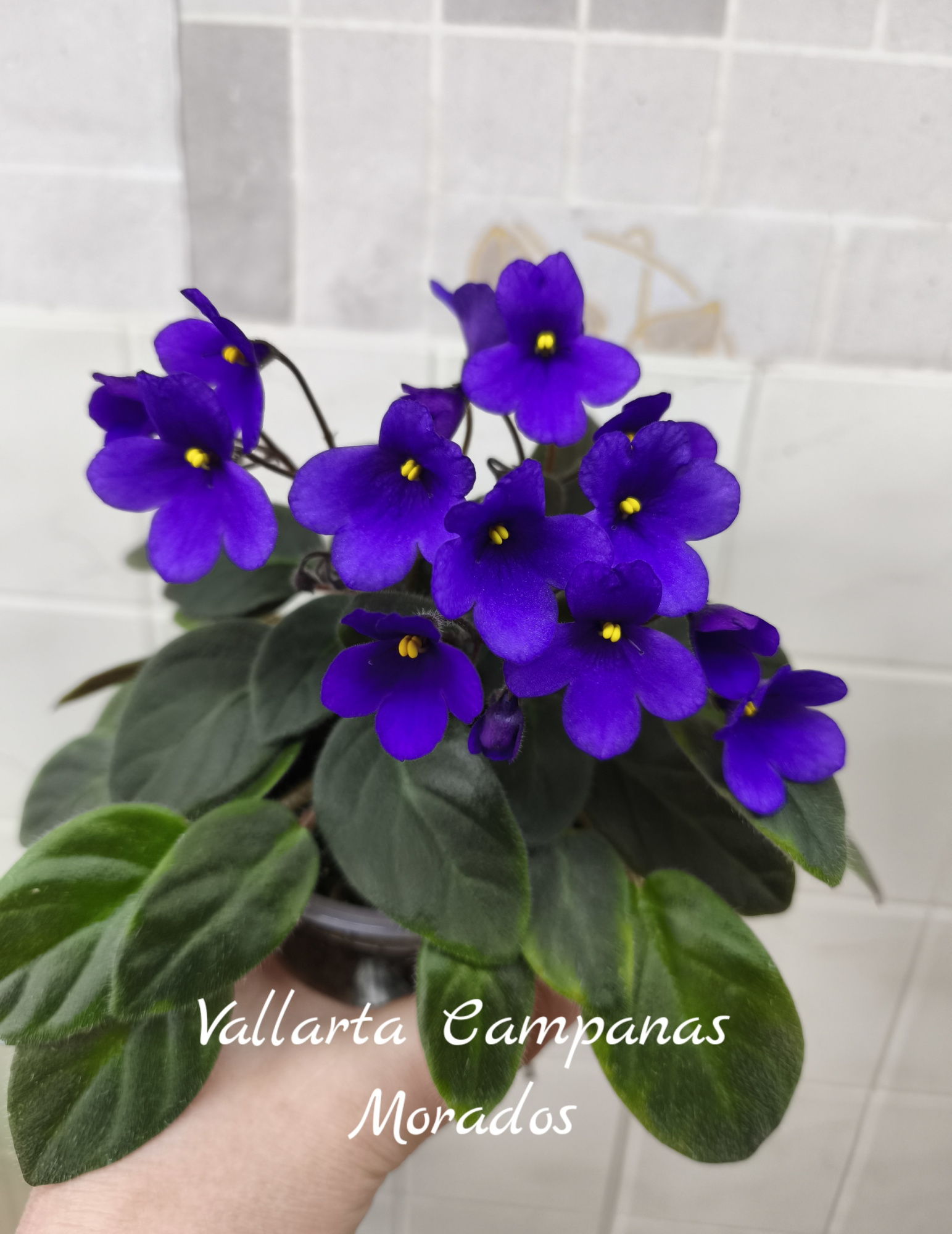 Vallarta Campanas Morados (Beck)