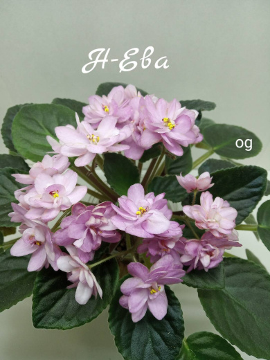 Н-Ева
