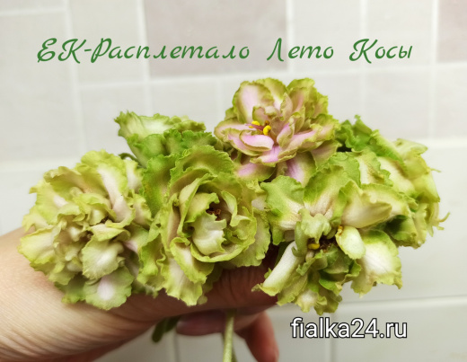 ЕК-Расплетало Лето Косы