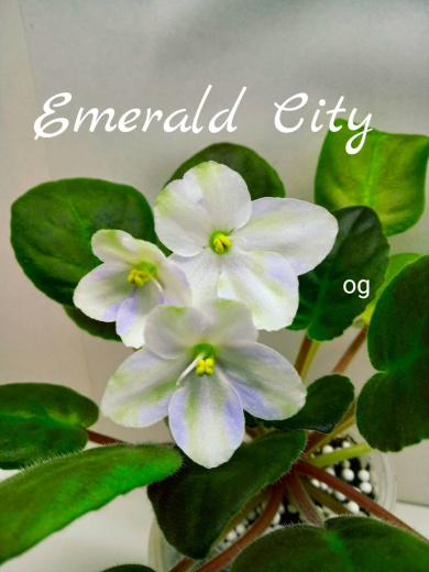 Emerald City (Sorano)