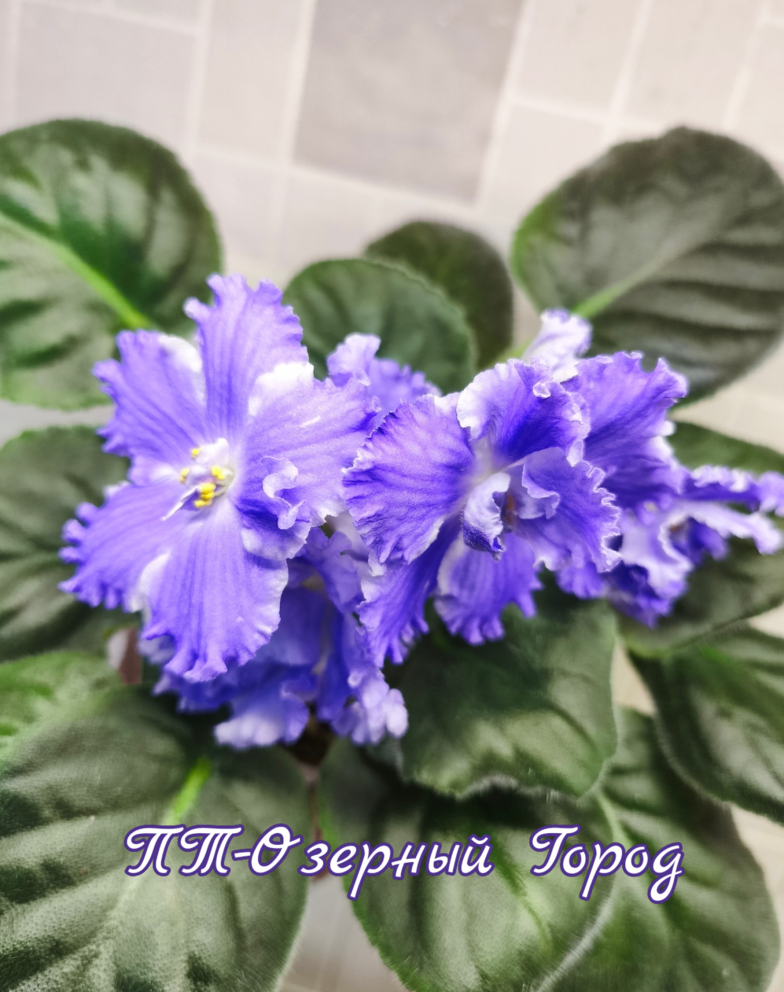ПТ-Озерный Город