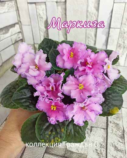 Маркиза (Дадоян)