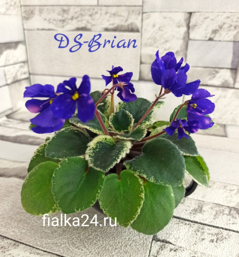 DS-Brian 