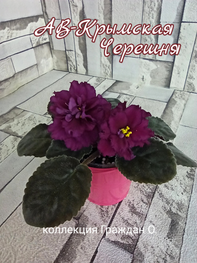 АВ-Крымская Черешня