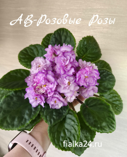 АВ-Розовые Розы