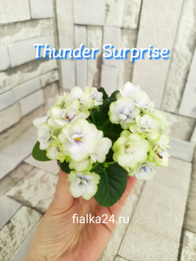 Thunder Surprise (Sanders)