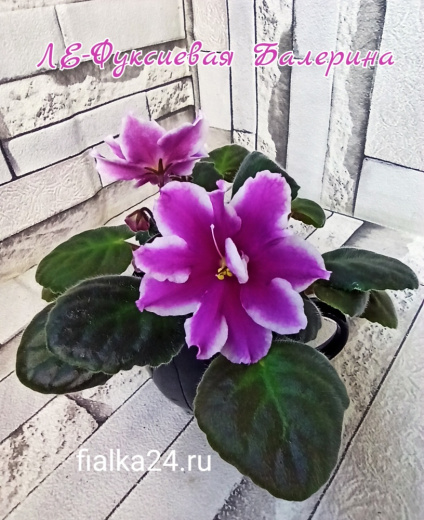 ЛЕ-Фуксиевая Балерина