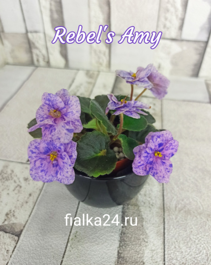 Rebel's Amy (Bann)
