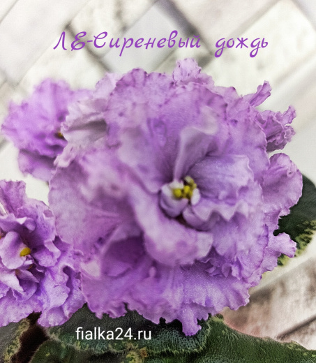ЛЕ-Сиреневый Дождь