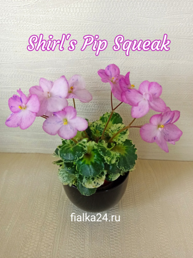 Shirl’s Pip Squeak  (Sanders) 
