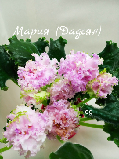 Мария (Дадоян)