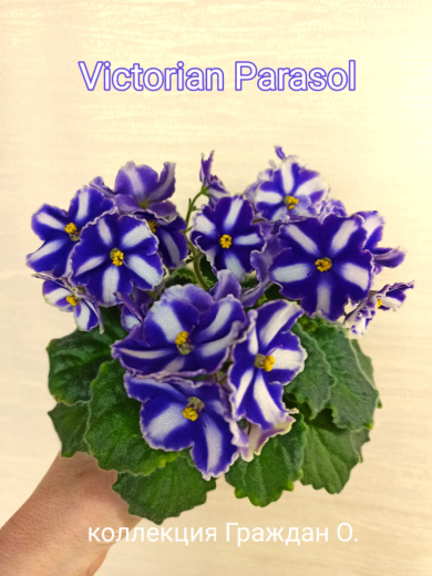 Victorian Parasol (Sorano)