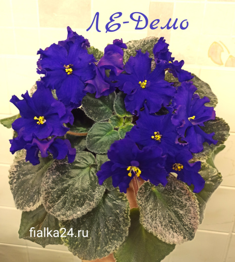 ЛЕ-Демо